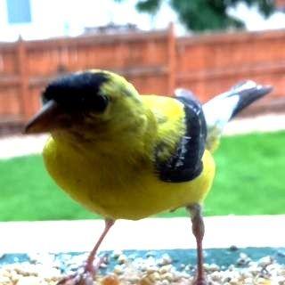 Tweeting Bird Feeder