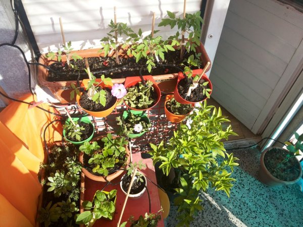 Simple, scalable Raspberry pi garden irrogation