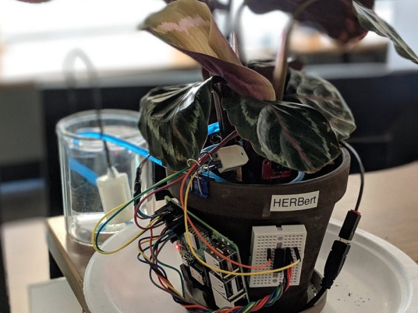 Herbert-A-Desk-Plant-with-Automated-Irrigation