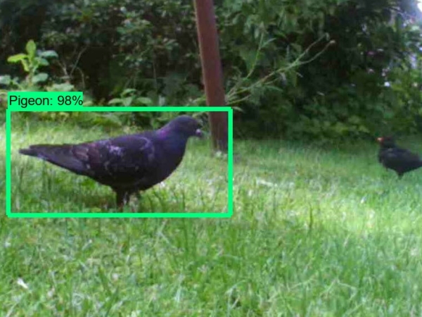 Pigeon-Detection-System