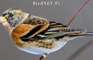 NEURAL NETWORK IDENTIFIES BIRD CALLS, EVEN ON YOUR PI