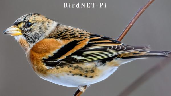 NEURAL NETWORK IDENTIFIES BIRD CALLS, EVEN ON YOUR PI